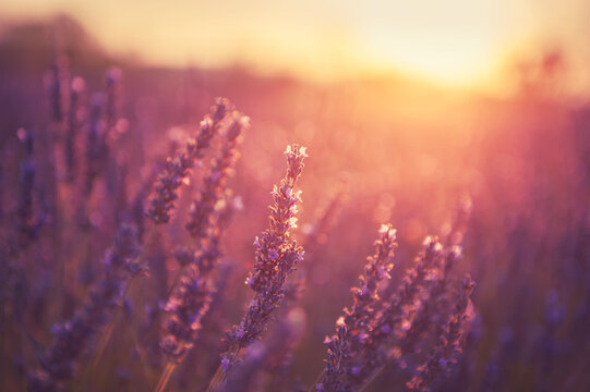 日落时分，法国普罗旺斯的薰衣草。宏观的形象。美丽的夏日自然背景