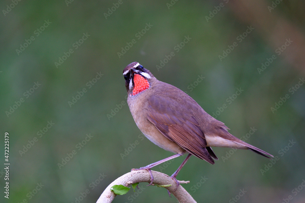 西伯利亚红嘴鹬，一种可爱的棕色鸟类，红色喉咙，下巴上露出红色羽毛。
