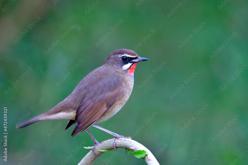 脖子上有红斑的棕色鸟骄傲地站在弯曲的树枝上，在非常低的光线下拍摄