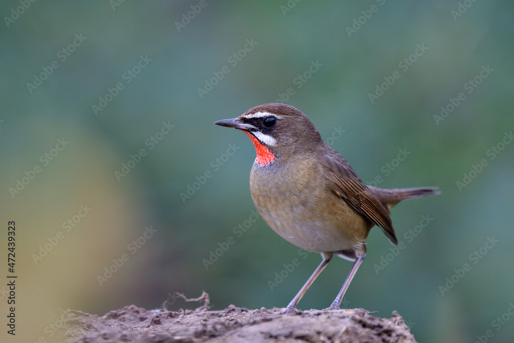 小棕色鸟，下巴上有红色标记，栖息在泥土杆上觅食，雄性