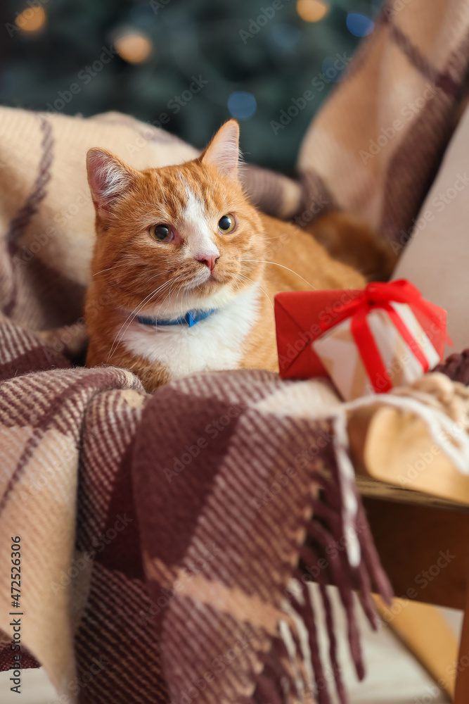 可爱的红猫，扶手椅上有圣诞礼物