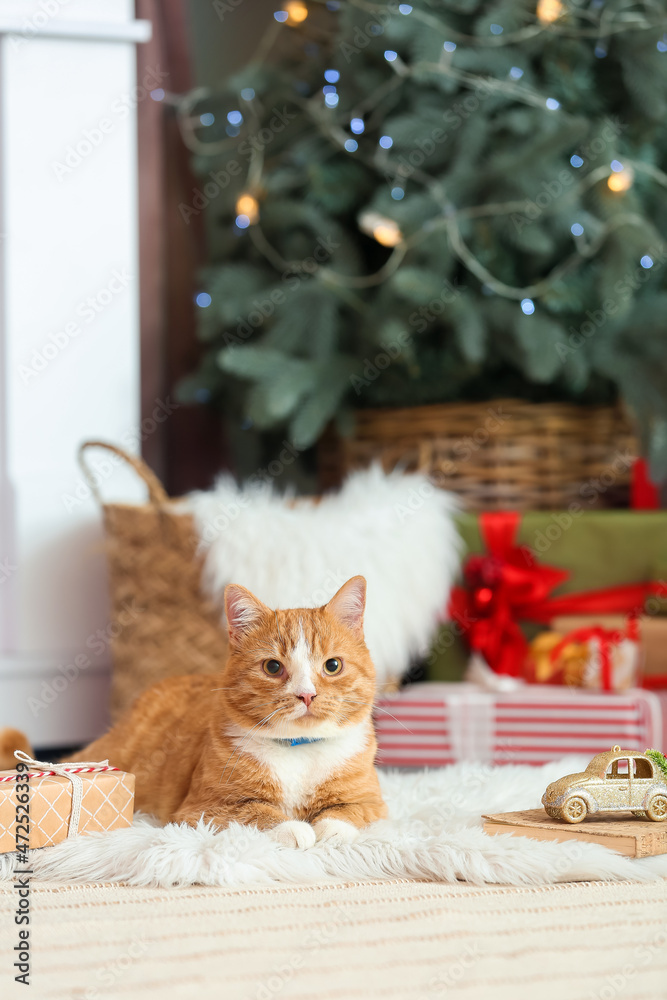 Cute red cat at home on Christmas eve
