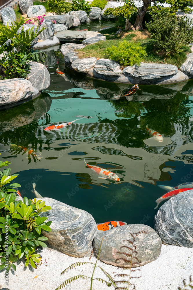 koi fishes in the garden pond