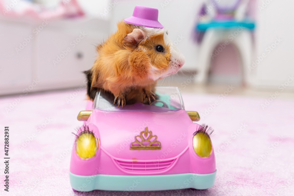 豚鼠在儿童房的粉色玩具车里
