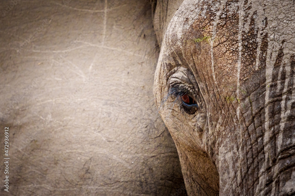 非洲丛林象或非洲稀树草原象（Loxodonta africana）。南非普马兰加。
