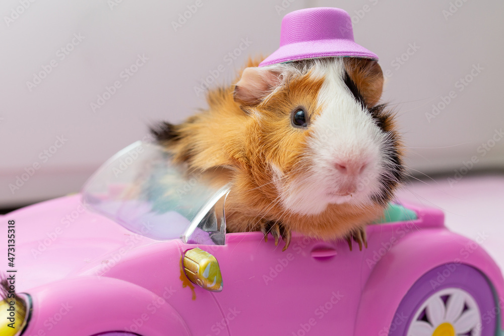 豚鼠在儿童房的粉红色玩具车里