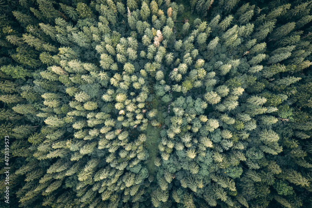 空中无人机俯视图。夏季森林中的绿树。秋山中的晴天