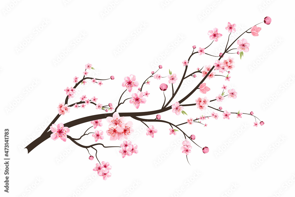 樱花与盛开的水彩樱花。逼真的樱花树枝。日本雪儿