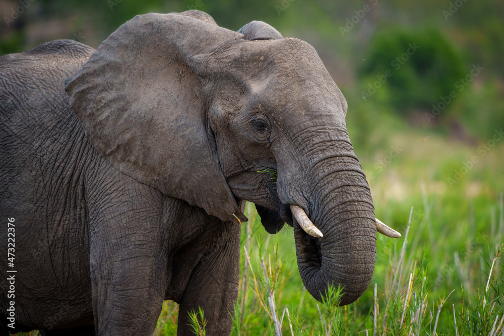 非洲丛林象或非洲稀树草原象（Loxodonta africana）觅食。南非普马兰加