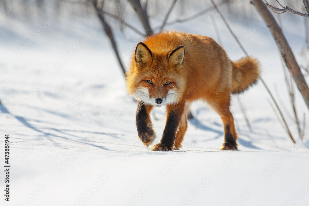 一只赤狐小心翼翼地穿过雪地。野生狐狸（Vulpes Vulpes）在其自然栖息地中。