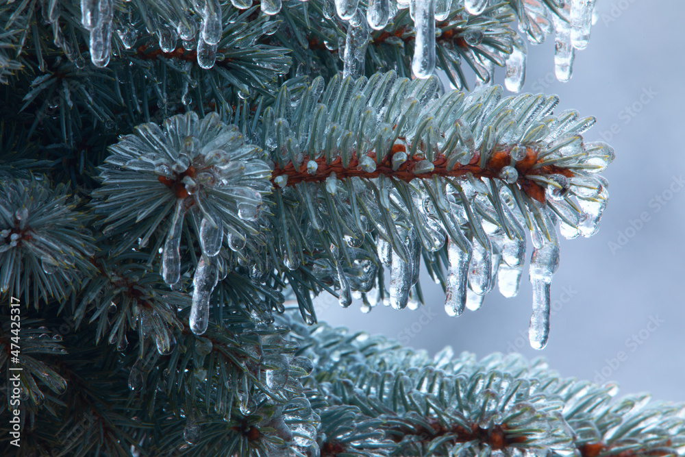 蓝色圣诞树树枝上的冰柱，特写。