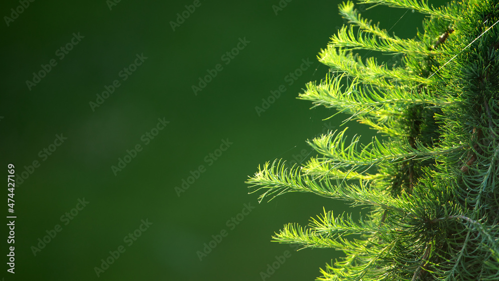 绿色背景上的年轻冷杉树枝。自然抽象背景。