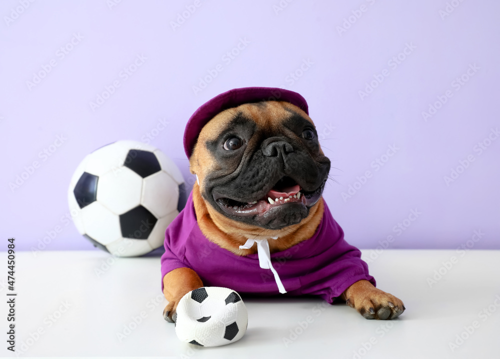 可爱的运动型法国斗牛犬，彩色背景上有足球
