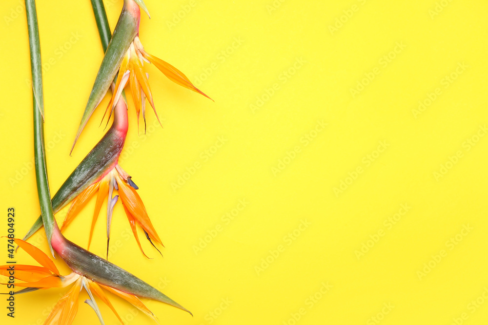 美丽的strelitzia黄色背景花朵