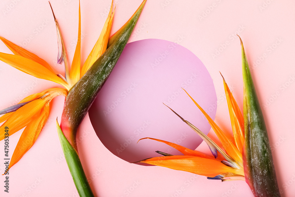 在彩色背景上有美丽的strelitzia花的构图，特写