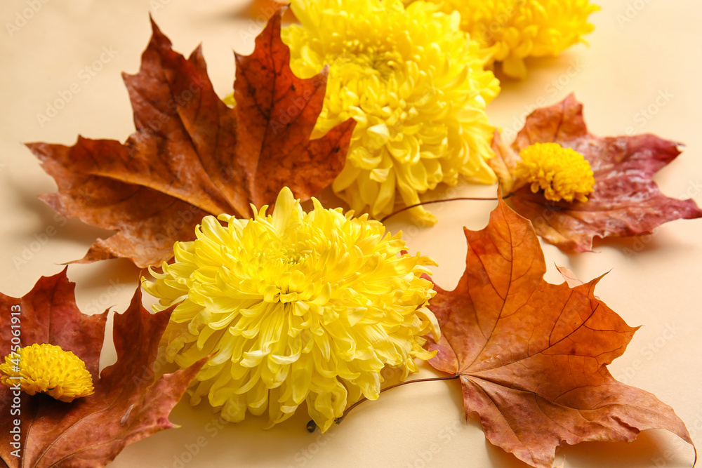 彩色背景上的黄色菊花和落叶