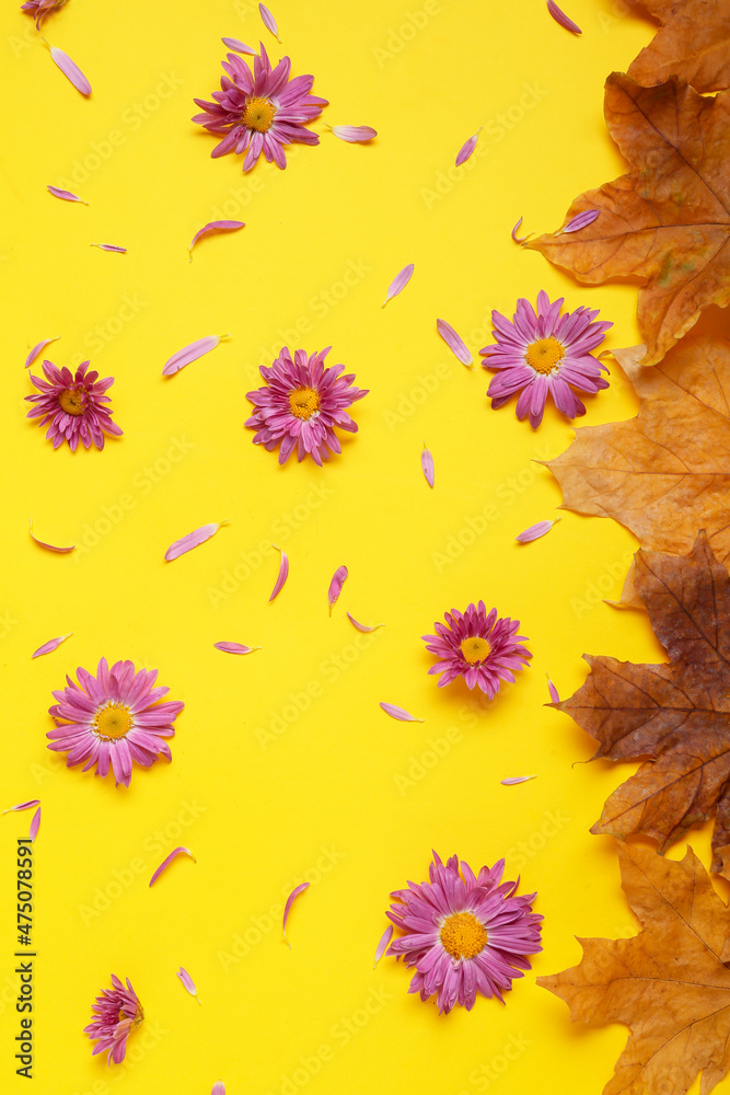 黄色背景下美丽的菊花和落叶
