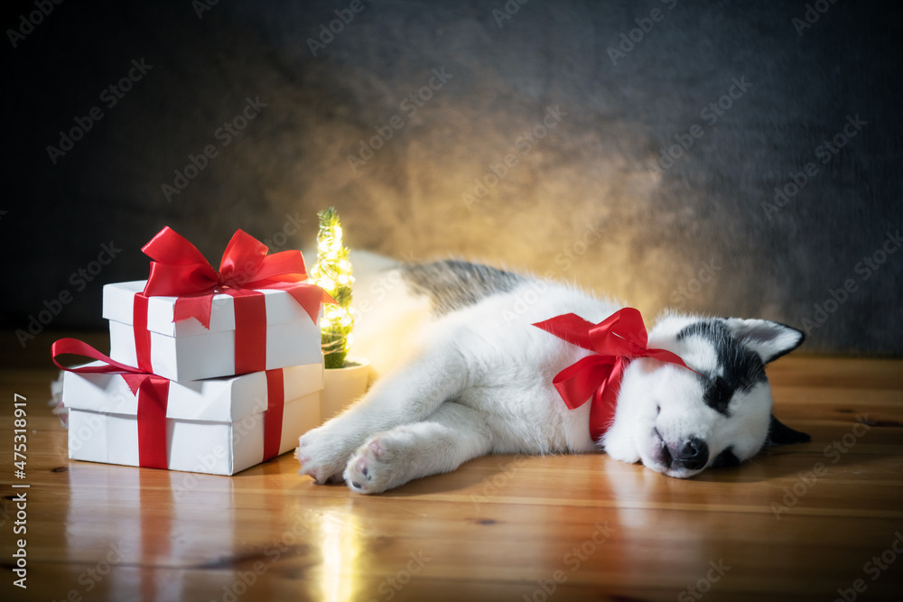 一只白色小狗品种的西伯利亚哈士奇，带着红色蝴蝶结和礼盒，睡在灰色地毯上。完美