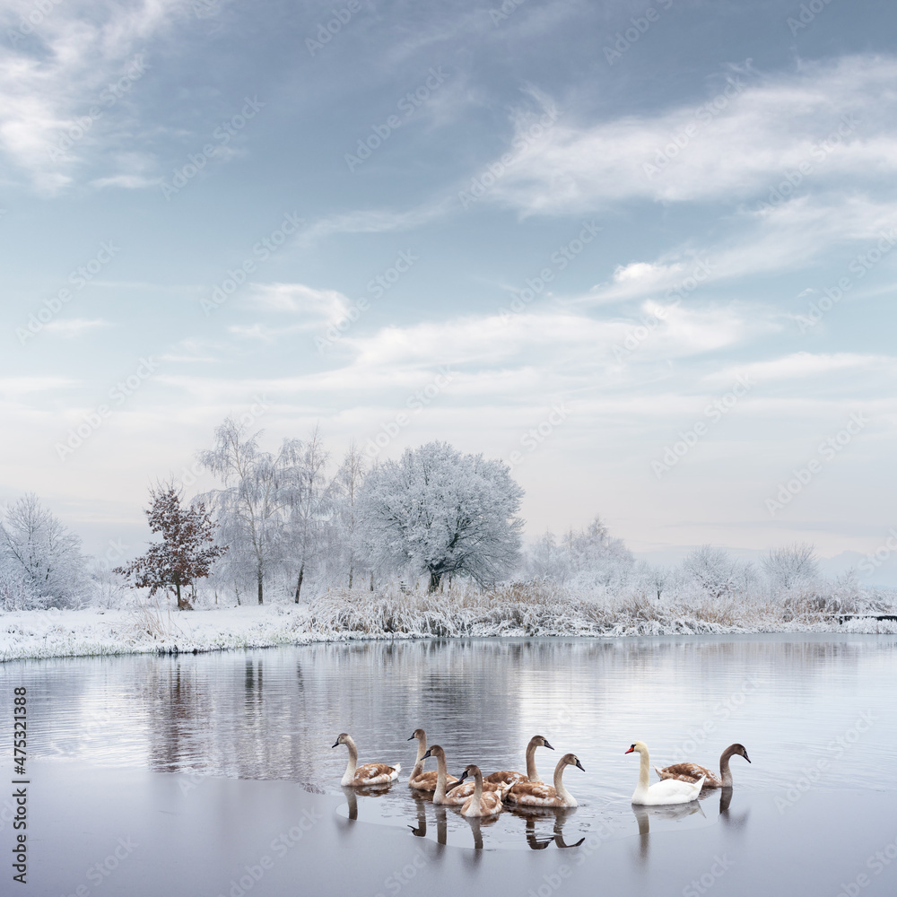 天鹅家族在日出时在冬季湖水中游泳。白色成年天鹅和灰色小天鹅