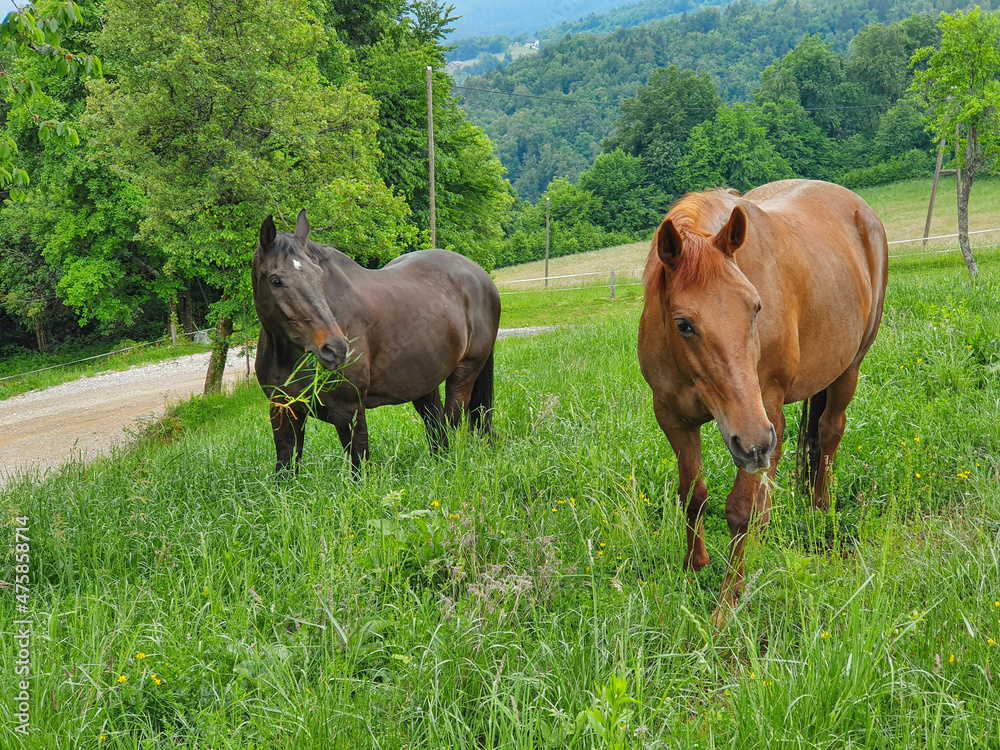 两匹强壮的成年马在路旁草地上吃草。
