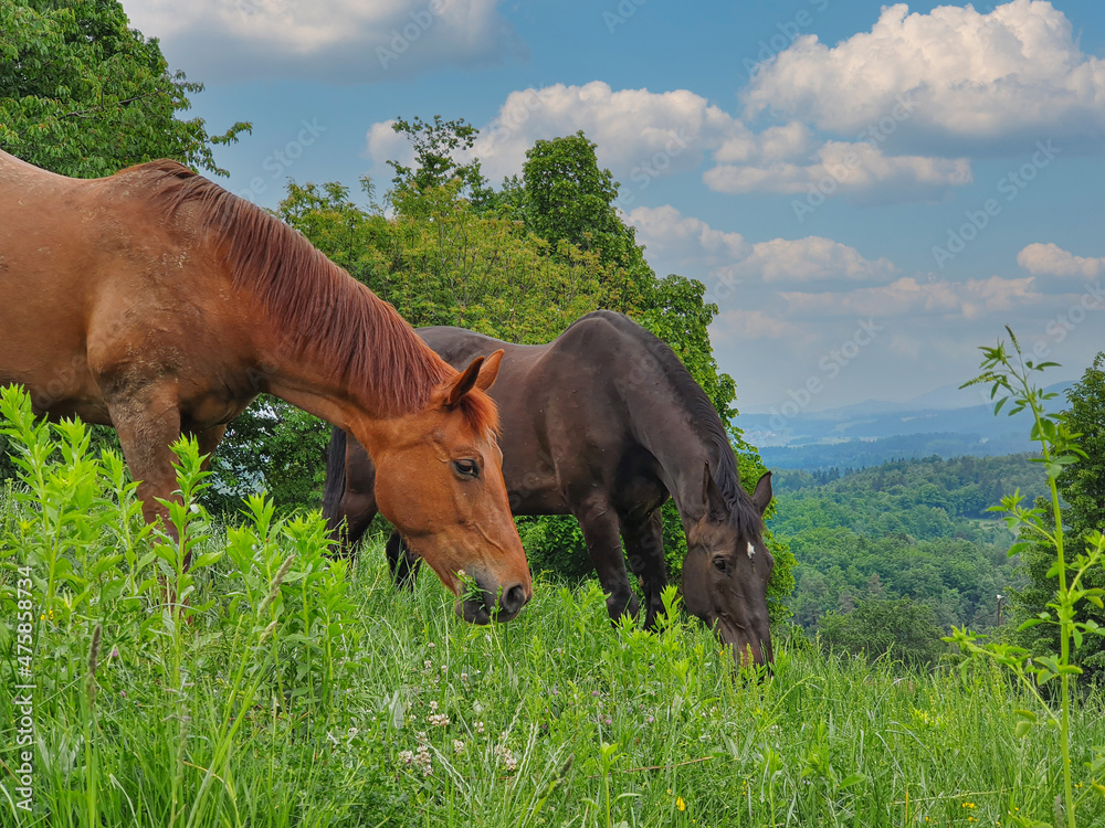 特写：两匹棕色的马在郁郁葱葱的绿色乡村的草地上吃草。