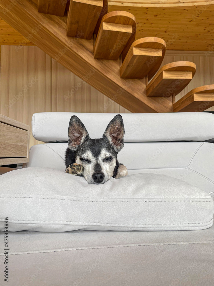 垂直：小狗把头靠在一个大沙发枕头上睡着了。