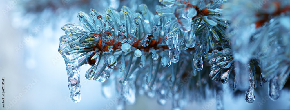 Ice icicles on a branch of a blue Christmas tree, close-up.