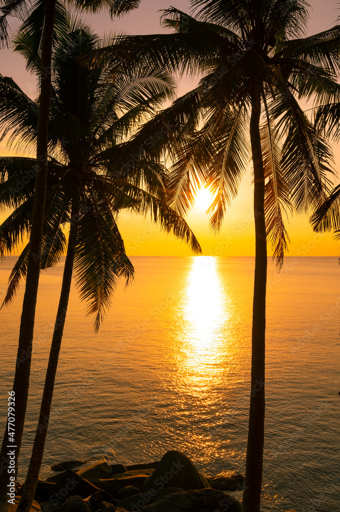 日落或日出时的椰子树剪影海上天空令人惊叹的轻盈自然多彩的陆地