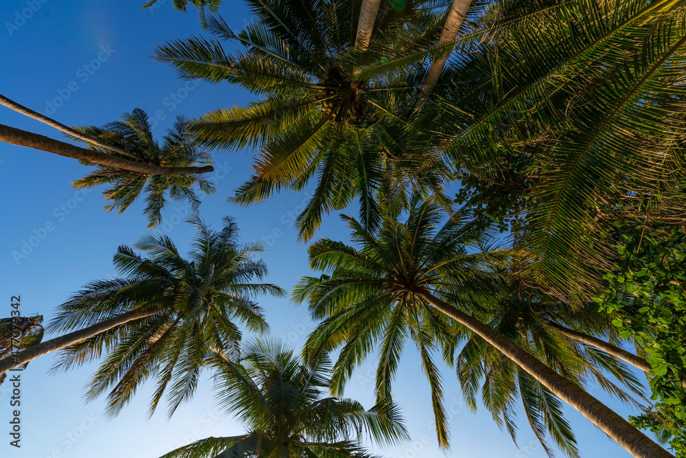 热带棕榈树树叶和天空的底视图自然异国情调的相框树叶在树枝上