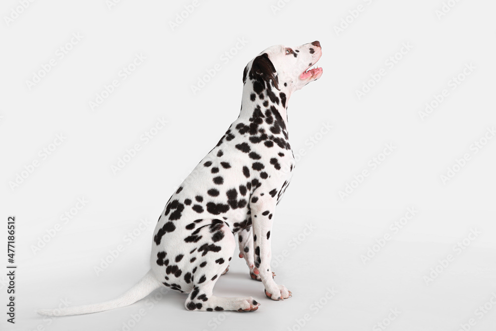 滑稽的达尔马提亚狗坐在白色背景上