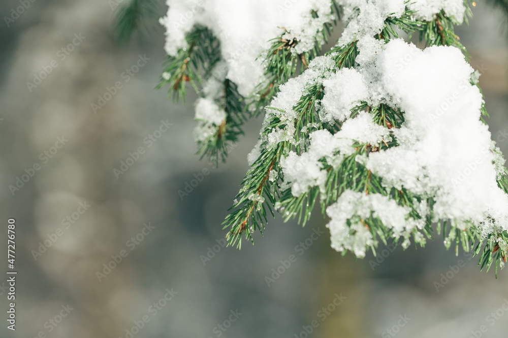 公园里松树树枝上厚厚的湿雪。冬季天气和预报概念。复制