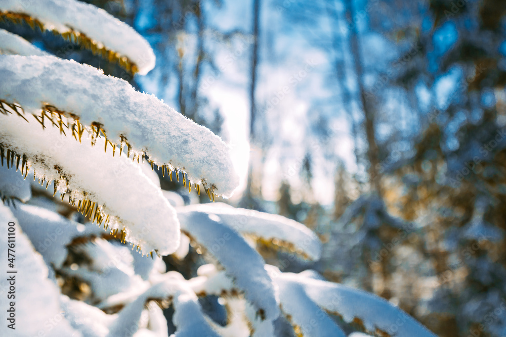 森林里的云杉树枝在下雪的冬天有新鲜的雪