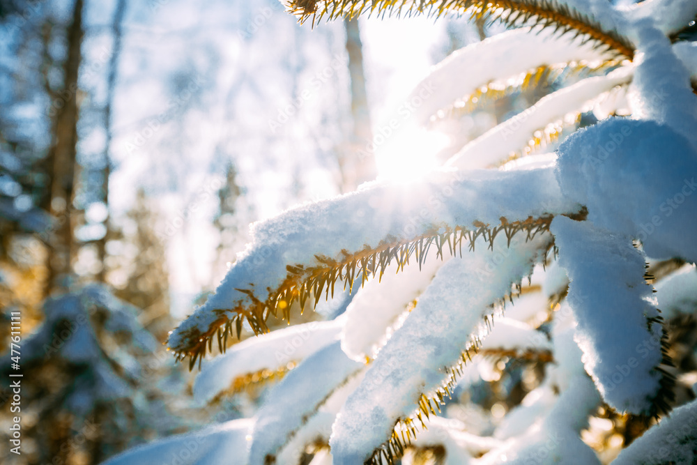 森林中冬季多雪时有新鲜积雪的云杉树枝