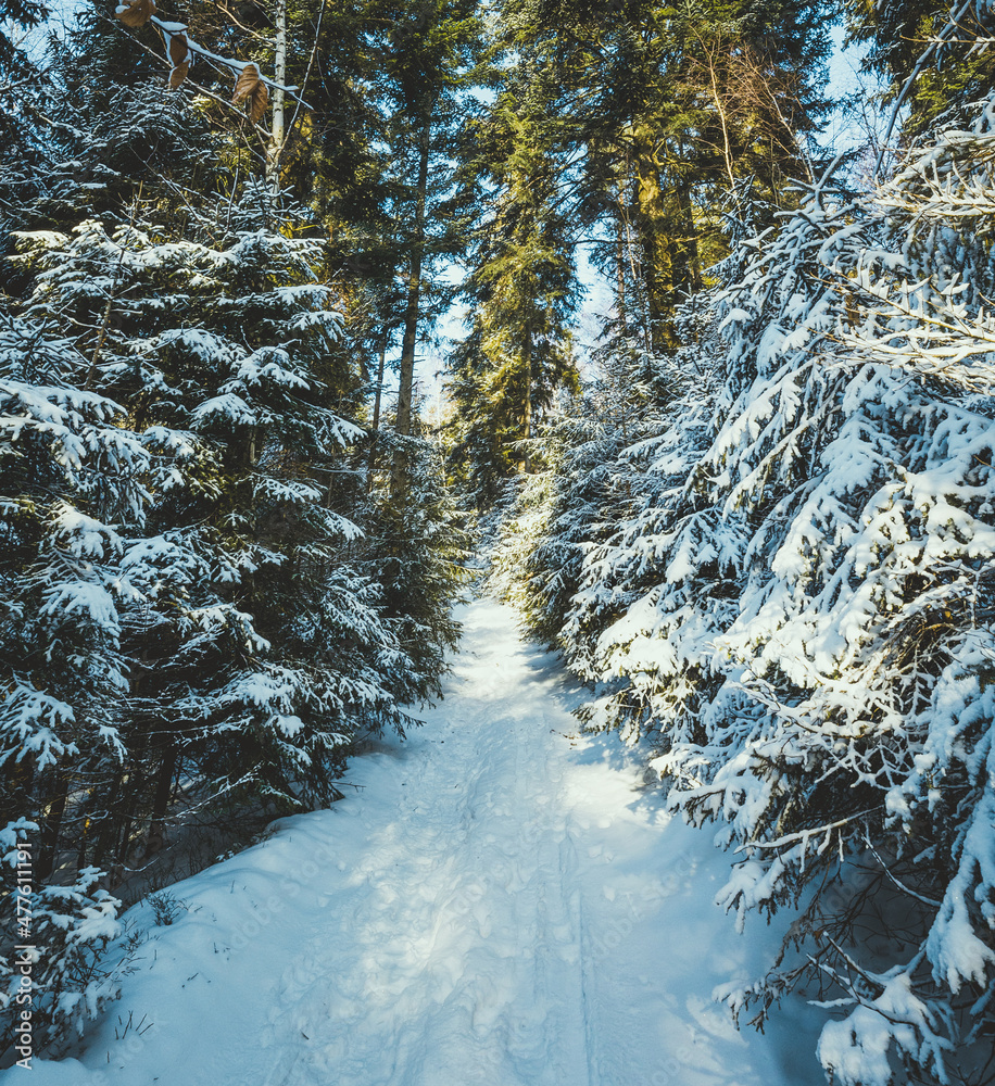 冬季景观背景上的雪道