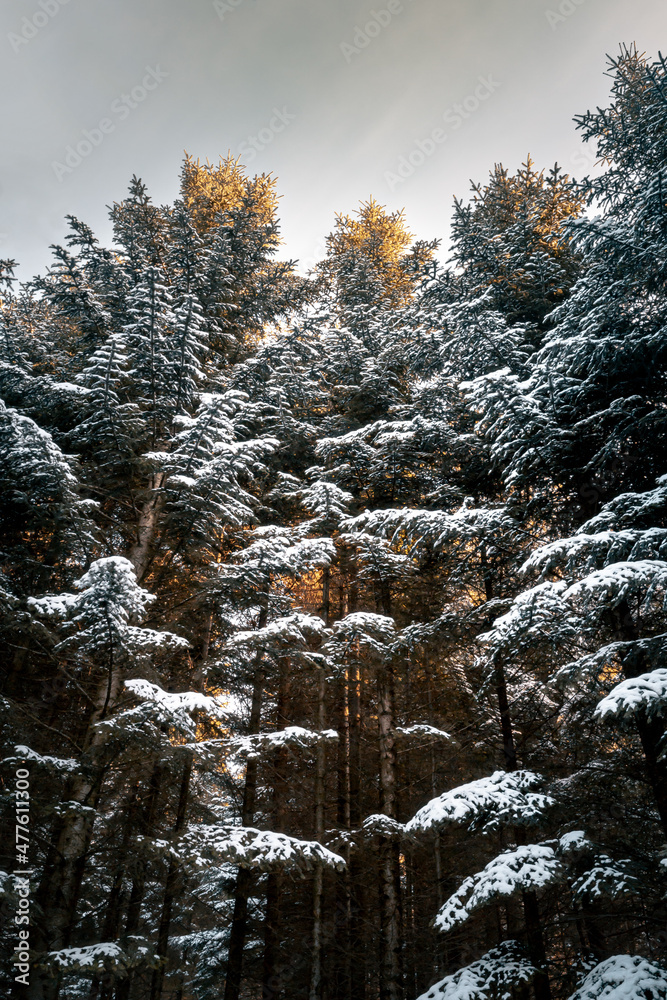 Majestic spruce trees covered by snow during snowy winter in forest