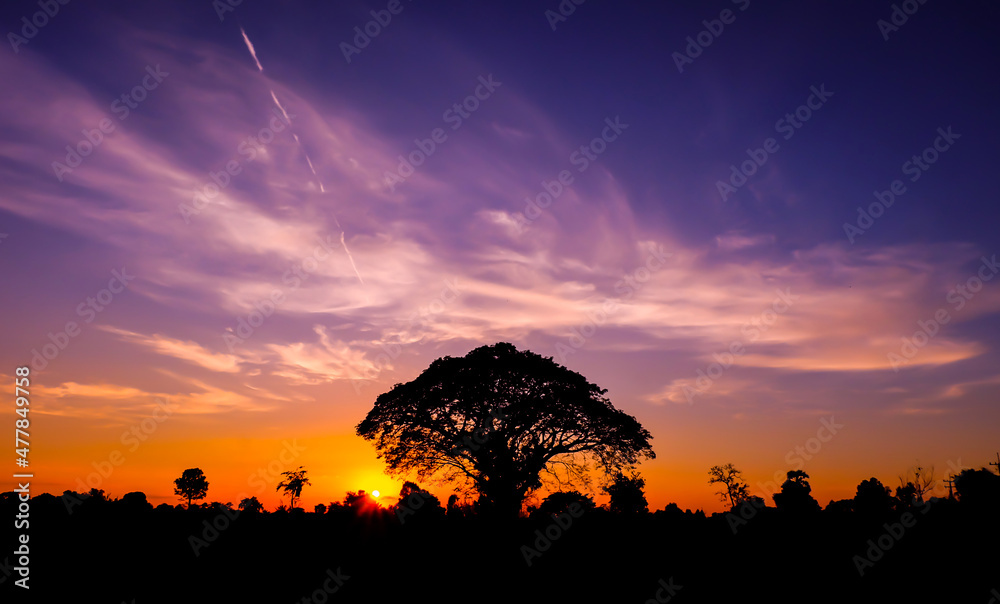 令人惊叹的日落和日出。非洲日落的全景剪影树。开阔地上的深色树dr