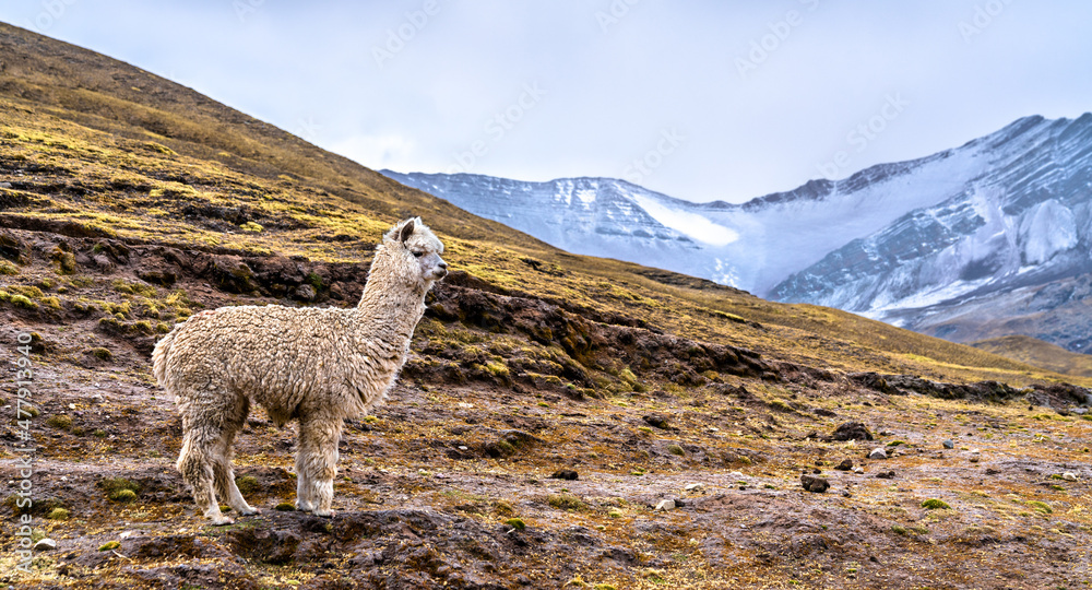 秘鲁库斯科地区维尼孔卡彩虹山的羊驼