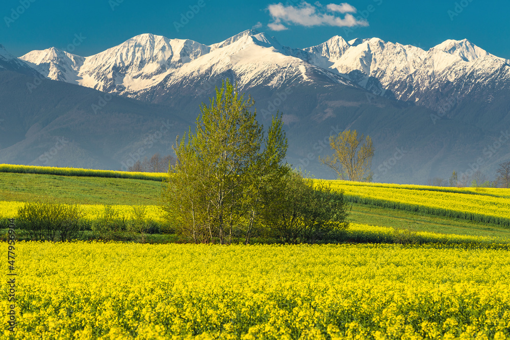 罗马尼亚特兰西瓦尼亚，喀尔巴阡山脉，带雪山的奇妙的油菜花田