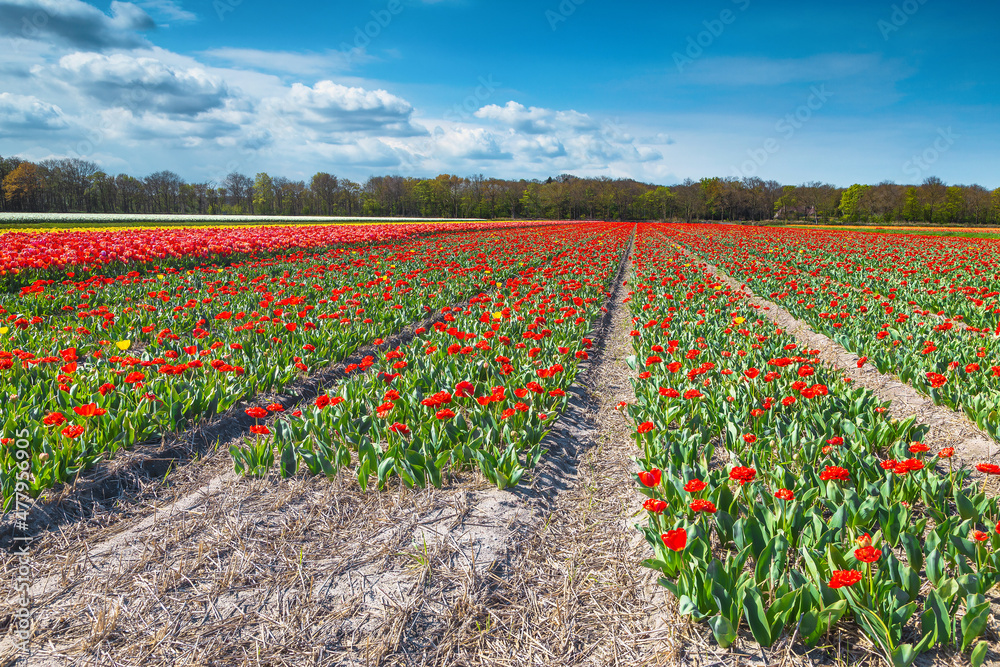 荷兰美丽的春天景观，有五颜六色的郁金香田