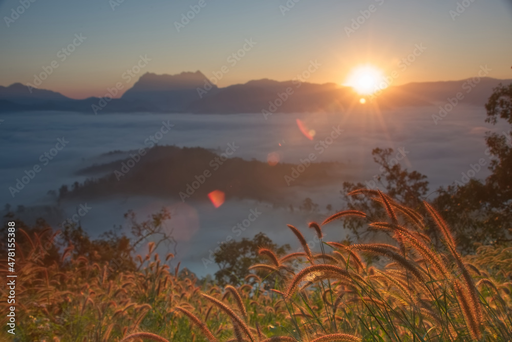 Orange glow grass flower field from sunrise light with beautiful fluffy sea of fog and mountain silh