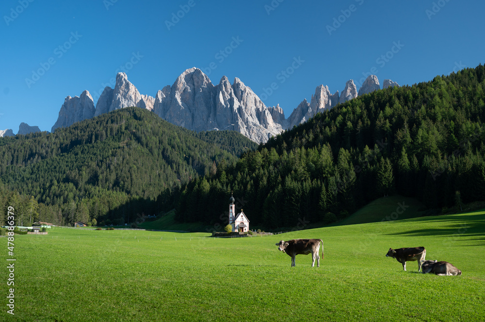 意大利圣玛达莱纳维尔诺内斯风景如画的多洛米蒂山脉前的奶牛
