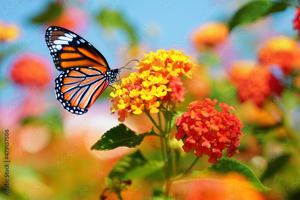 在阳光明媚的日子里，帝王蝶在亚特兰大花上的美丽形象。