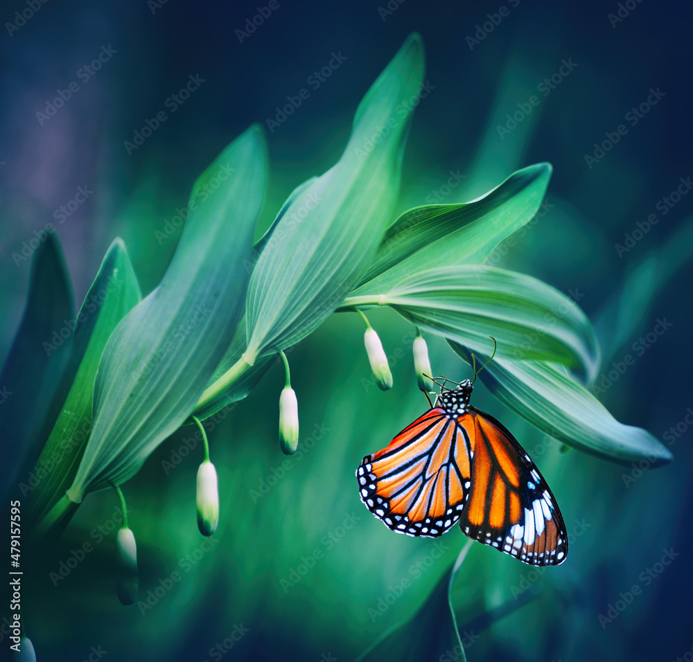 美丽的橙色蝴蝶君主的自然宏观图像，坐在未发芽的铃兰上