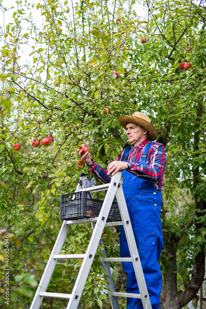 英俊的园丁从树上摘苹果。收获红色有机水果。