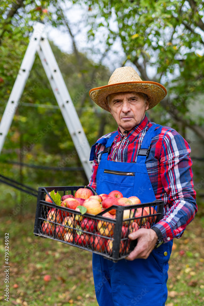 多汁的红色成熟水果乡村。农民手里拿着刚收获的苹果。