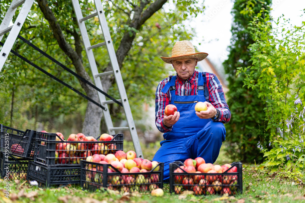 有机美味的水果园艺。农业红熟苹果种植。