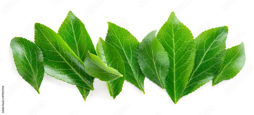 Plum leaf isolated. Plum leaves on white top view. Green fruit leaves flat lay. Leaf background. Ful