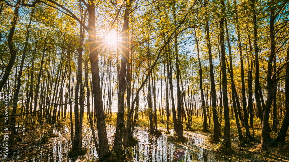 4K Forest Trees Woods Standing In Flood Water After Autumn Rains. Beautiful autumn landscape TimeLap