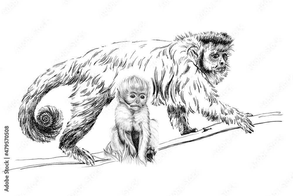 Hand drawn baby and adult monkey, sketch graphics monochrome illustration on white background