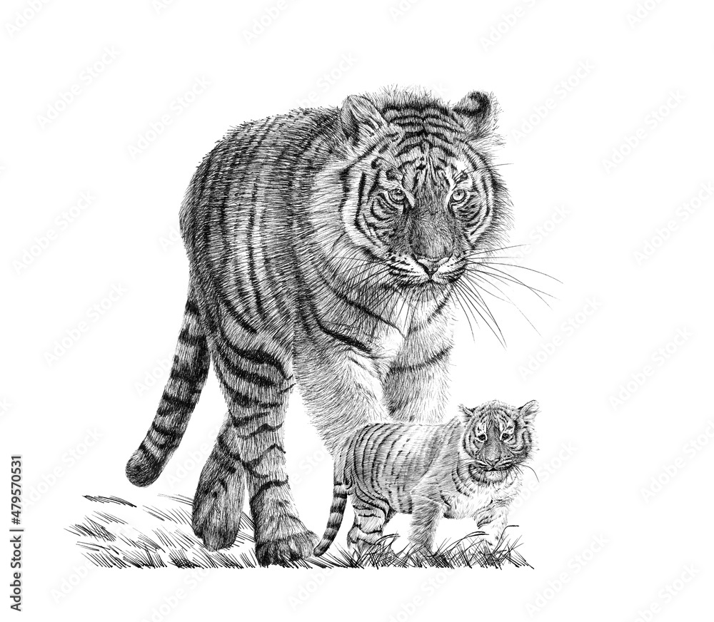 手绘婴儿和成年老虎，白色背景上的素描图形单色插图